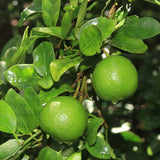 Citrus Lime Bush 'Mexican Thornless'
