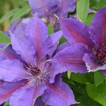 Clematis Edda™ Evipo074