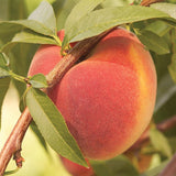 Prunus persica 'Contender' Peach Tree