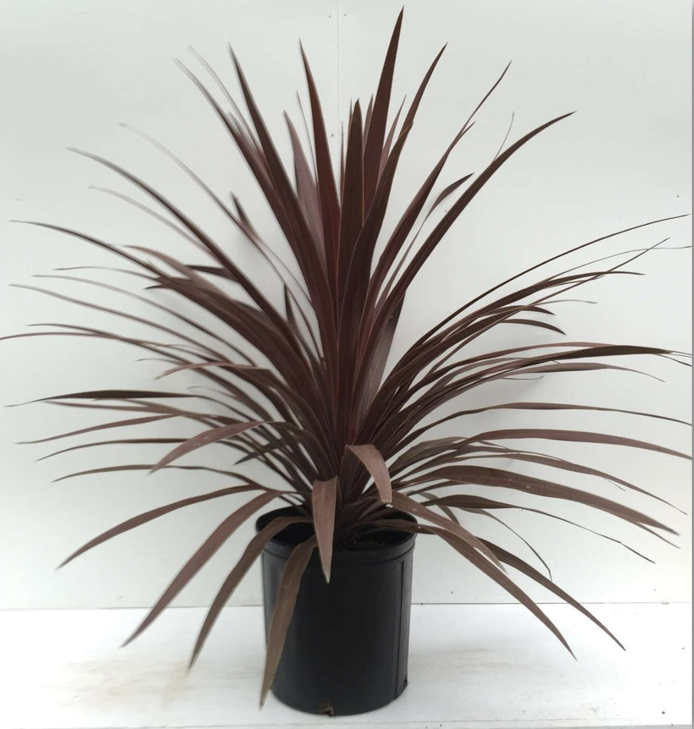 red star spike plant indoor Cordyline Red Star Spike