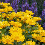 Coreopsis 'Jethro Tull" (Tickseed)