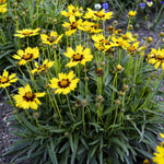 Coreopsis 'SunKiss' (Tickseed)