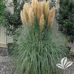 Grass Cortaderia Blue Bayou PP25937 Pampas