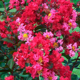 Lagerstroemia CrapeMyrtle 'Princess Zoey™' (Small)