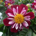 Dahlia Starsister Red/White Bloom