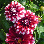 Dahlia Starsister Crimson Picotee