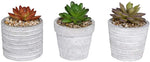 Alpine Decorative Succulent w/pot