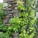 Decumaria Barbara Ann Climbing Hydrangea Vine