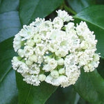 Decumaria Barbara Ann Climbing Hydrangea Vine