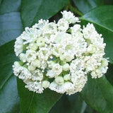 Decumaria Barbara Ann Climbing Hydrangea Vine