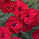 Dianthus Mountain Frost™️ Series