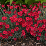 Dianthus Mountain Frost™️ Series