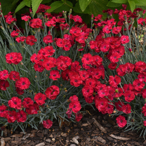 Dianthus Mountain Frost™️ Series