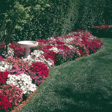 Dianthus Ideal Select Mixture