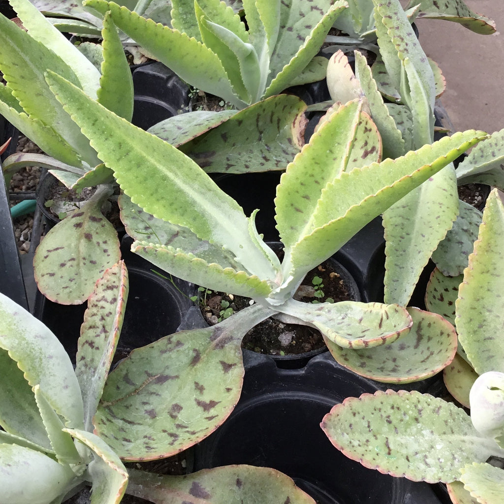 donkey ear succulent flower Kalanchoe gastonis-bonnieri 'Donkey Ears'
