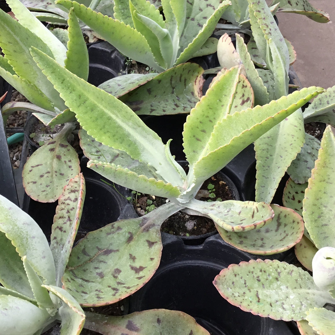 aquamarine succulent Succulent Pachyphytum Aquamarine – Prairie Blossom Nursery