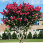 Lagerstroemia CrapeMyrtle 'Dynamite®' PP10296 (Large)