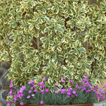 Euonymus 'Chollipo'