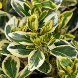 Euonymus 'Chollipo'