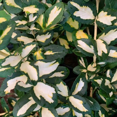 Euonymus 'Moonshadow'