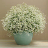 Euphorbia Breathless White