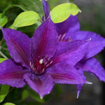 Clematis Edda™ Evipo074