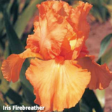 Iris Firebreather