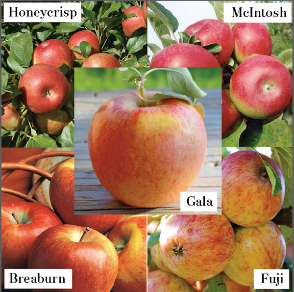 Malus Honeycrisp™ Apple Tree Kit, Wayside Gardens