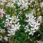 Gaura Sparkle™ White