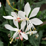 Gaura Sparkle™ White