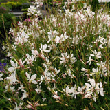 Gaura Sparkle™ White