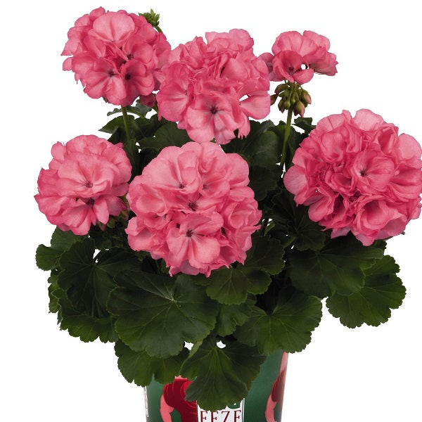 Geranium Big Eeze Series – Prairie Blossom Nursery