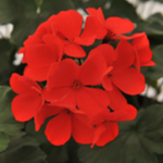 Geranium Sarita Series