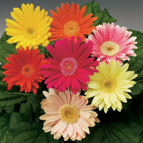 Gerbera Daisy_Assorted Colors – Prairie Blossom Nursery