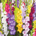 Gladiolus Tutti Fruitti Blend