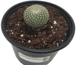 Cactus Asst. 'Golden Pincushion' Mammillatia celsiana