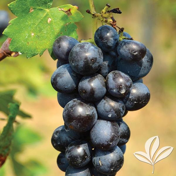 Vitis Fredonia Grape Vine – Prairie Blossom Nursery