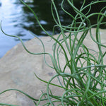 Grass 'Big Twister' Juncus effusus