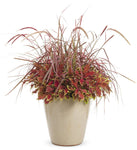 Grass  'Fireworks™' Purple Fountain (Rubrum)