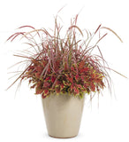 Grass  'Fireworks™' Purple Fountain (Rubrum)