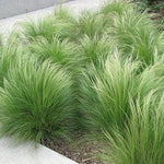 Grass Stipa 'Pony Tails'