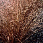 Grass Carex buchananii 'Red Rooster' Color