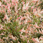 Salix Dappled Willow Hakuro Nishiki