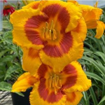 Hemerocallis 'Fooled Me' (Daylily)