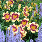 Hemerocallis 'Calico Jack' (Daylily)