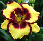 Hemerocallis 'Calico Jack' (Daylily)