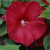 Hibiscus Hardy Honeymoon™ Deep Red Hibiscus