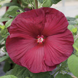 Hibiscus Hardy Honeymoon™ Deep Red Hibiscus