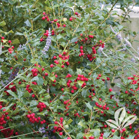 ilex 'China Twins' Holly