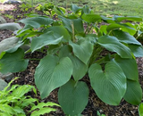 Hosta 'T-Rex' (Plantain Lily)